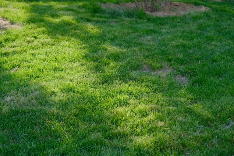 Transform Your Outdoor Space: The Art and Science of Lawn Maintenance