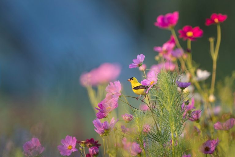 Planting Flowers: Transforming Spaces and Spirits with Color and Care