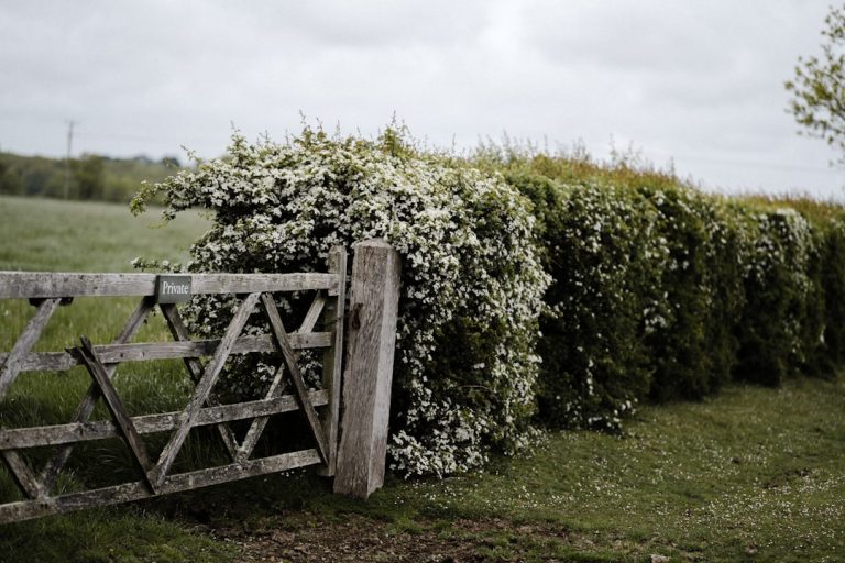 Pruning Your Way to a Picture-Perfect Hedge: The Art and Science of Hedge Pruning